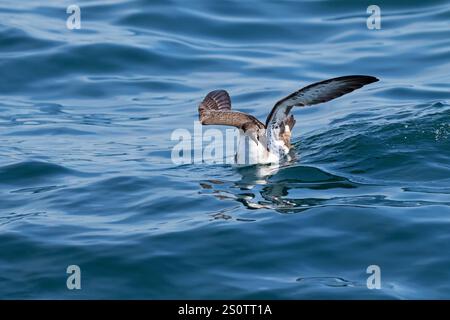 Große shearwater Puffinus gravis Landung auf dem Meer in der Nähe von Grand Manan Island Bucht von Fundy Kanada August 2016 Stockfoto