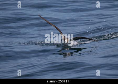 Große shearwater Puffinus gravis Landung auf dem Meer in der Nähe von Grand Manan Island Bucht von Fundy Kanada August 2016 Stockfoto