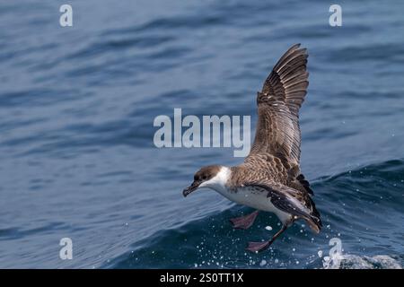 Große shearwater Puffinus gravis Landung auf dem Meer in der Nähe von Grand Manan Island Bucht von Fundy Kanada August 2016 Stockfoto