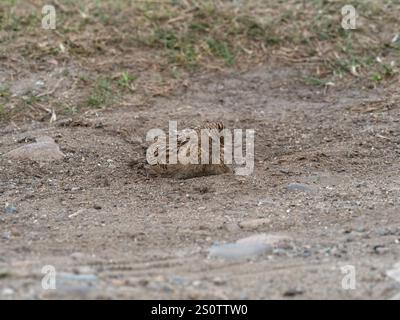 Gemeinsame feldlerche Alauda arvensis Staub baden, Loch na Keal, Isle of Mull, Innere Hebriden, Argyll und Bute, Schottland, UK, Mai 2019 Stockfoto