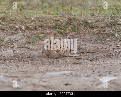 Gemeinsame feldlerche Alauda arvensis Staub baden, Loch na Keal, Isle of Mull, Innere Hebriden, Argyll und Bute, Schottland, UK, Mai 2019 Stockfoto