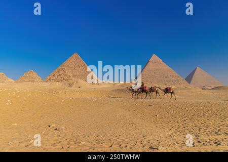 GIZAH, ÄGYPTEN - 23. DEZEMBER 2024: Kamelfahrer fahren vor den Pyramiden von Gizeh vorbei und suchen nach Touristen. Stockfoto