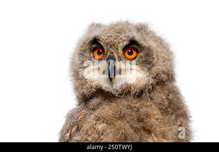 Kopfschuss eines Monats, eurasische Eulen-Küken, Bubo Bubo, isoliert auf weiß Stockfoto