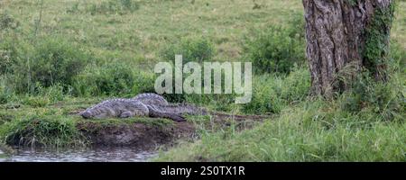 Nil-Krokodil (Crocodylus niloticus), das im Flusswald der Serengeti in Tansania ostafrika ruht. Einer der größten und mächtigsten Reptilien der Welt. Stockfoto