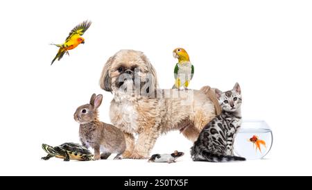 Shih-Tzu-Hund, der mit einem Papagei auf dem Rücken steht, umgeben von anderen Tieren, einschließlich Katze, Kaninchen, Maus, Schildkröte, Goldfisch und ein Fliegen Stockfoto
