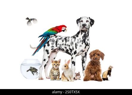 Eine Gruppe von Haustieren, die sich um einen Hund ausgibt, der mit einem Ara auf dem Rücken steht, ist umgeben von anderen Haustieren, Katze, Frettchen, Kaninchen, Vogel, Fische, Nagetiere Stockfoto