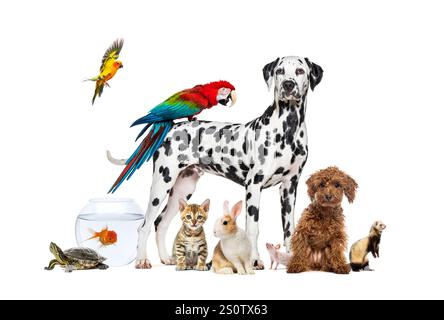 Eine Gruppe von Haustieren, die sich um einen Hund ausgibt, der mit einem Ara auf dem Rücken steht, ist umgeben von anderen Haustieren, Katze, Frettchen, Kaninchen, Vogel, Fische, Nagetiere Stockfoto