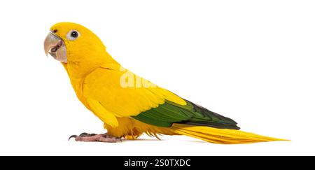 goldener Sittich oder goldene Konure, Guaruba Guarouba, isoliert auf weiß Stockfoto