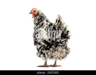 Rückansicht des schwarz-weißen Gournay-Huhns, Norman Gournay-Huhn, Blick auf die Kamera, Stockfoto