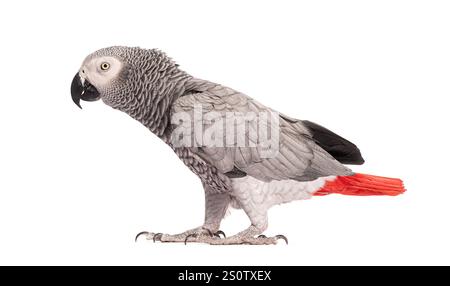 Seitenansicht eines afrikanischen Graupapageis - Psittacus erithacus, Spaziergang vor einem weißen Hintergrund Stockfoto