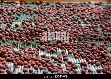 Kaffeebohnen trocknen auf der Plantage Stockfoto