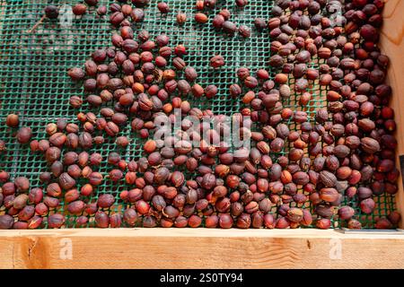 Kaffeebohnen trocknen auf der Plantage Stockfoto