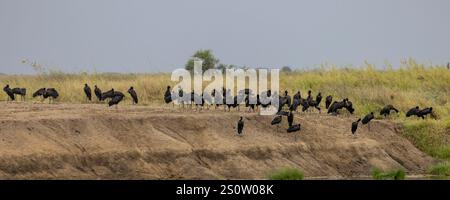 Gruppe afrikanischer Schwarzstorch (Anastomus lamelligerus), die entlang eines kleinen Grabens in der Serengeti in Tansania Ostafrika steht Stockfoto
