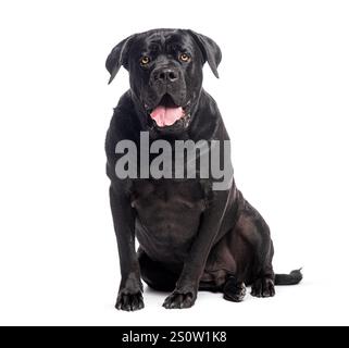 Großer schwarzer Stock corso Hund sitzend und keuchend, isoliert auf weißem Hintergrund Stockfoto