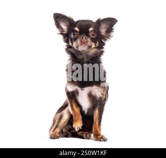 Schokolade und Bräune langhaarige chihuahua sitzend und eine Pfote hochhebend, isoliert auf weiß Stockfoto