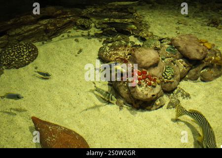 Mineral Canaphit umgeben von Fischen verschiedener Arten, die Fische in einem Aquarium halten. Stockfoto