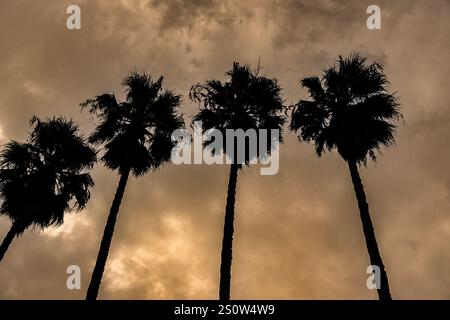 Eine Gruppe von Palmen hat eine Silhouette vor einem bewölkten Himmel. Der Himmel ist bedeckt und die Bäume sind hoch und schlank Stockfoto