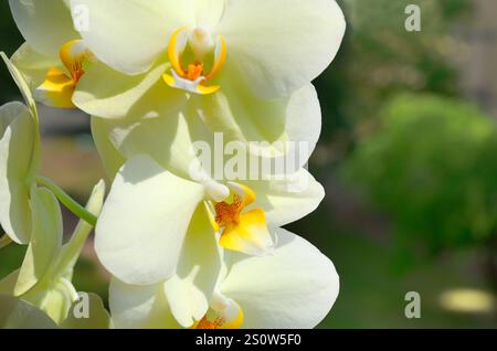 Grosse Blüten gelber Phalaenopsis-Orchideen im Hintergrund grüner Bäume. Nahaufnahme. Platz für Text. Stockfoto
