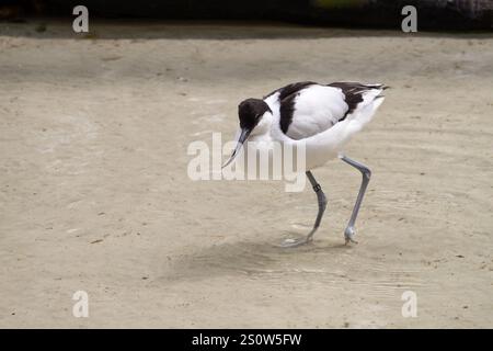 Ein schwarz-weißer Vogel mit langem Schnabel, der im flachen Wasser spaziert - rattenavocet - Recurvirostra avosetta - im Safari Park in Dvur Kralove in der Tschechischen Republik Stockfoto