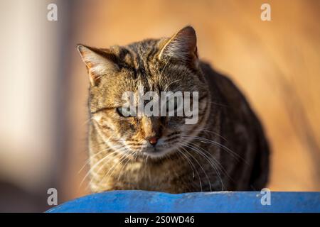 Katze, die in die Kamera blickt, mit neugierigem Blick im goldenen Morgenlicht Stockfoto
