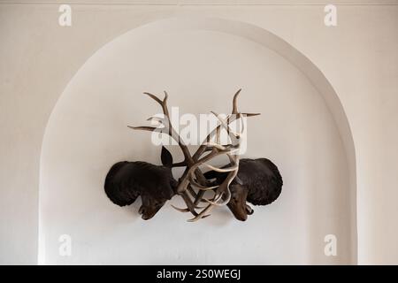 Zwei gefüllte Hirschköpfe mit riesigen Geweihen hängen an einer weißen Wand in einer bogenförmigen Aussparung. Stockfoto