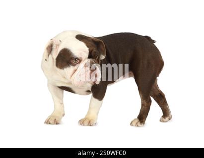 Vollblut-französischer Bulldogge isoliert auf weißem Hintergrund Stockfoto