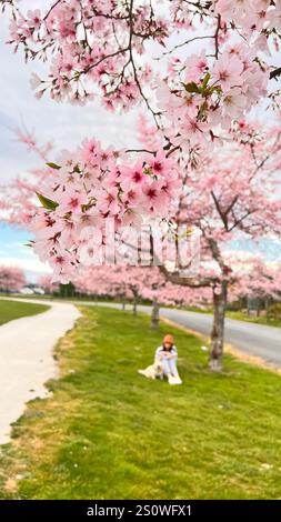 Frühling und Kirschblüte. Stockfoto