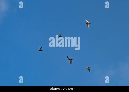 Eine Gruppe von fünf Haustauben, die in einer Pfeilform in einem blauen Himmel fliegen. Stockfoto