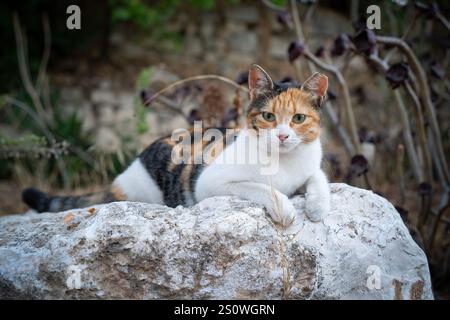 Eine wachsame, grünäugige, dreifarbige weibliche Gasse-Katze sitzt auf einem Felsen in einem Garten. Stockfoto