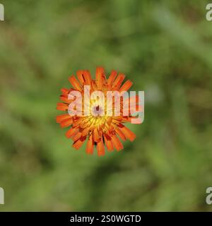 Orange-Kraut, orange-rote Kraut (Hieracium aurantiacum), Blüte auf einer rauen Wiese, Nahaufnahme, Wilnsdorf, Nordrhein-Westfalen, Deutschland, Europa Stockfoto