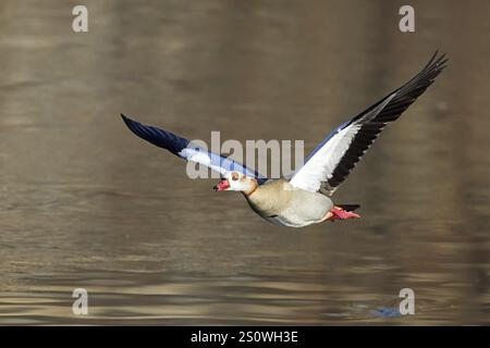 Ägyptische Gans, Alopochen aegyptiaca, Fliegen Stockfoto