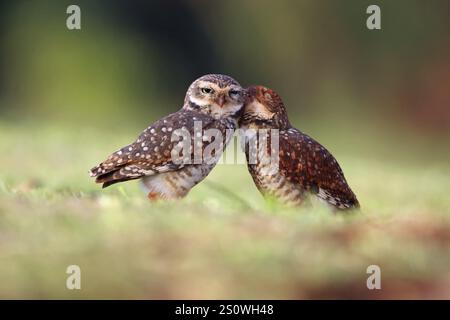 Grabungulle, Athene cunicularia, Paar, Argentinien, Südamerika Stockfoto