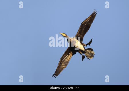 Kormoran, Phalacrocorax Carbo, Flug, Fliegen Stockfoto