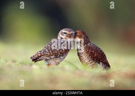 Grabungulle, Athene cunicularia, Paar, Argentinien, Südamerika Stockfoto