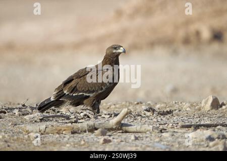 Steppenadler, Aquila nipalensis, Oman, Asien Stockfoto