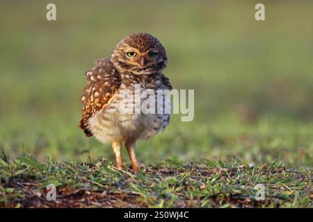 Grabungulle, Athene cunicularia, Argentinien, Südamerika Stockfoto