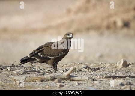 Steppenadler, Aquila nipalensis, Oman, Asien Stockfoto