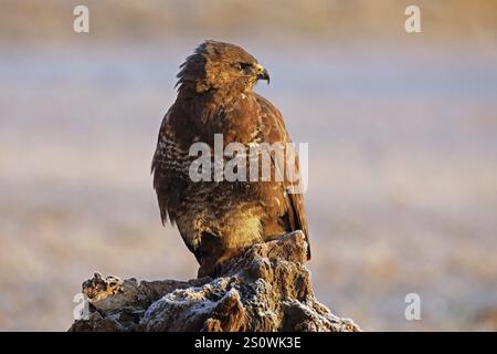 Mäusebussard Buteo buteo Stockfoto
