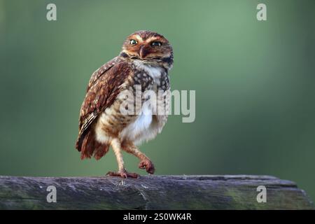 Grabungulle, Athene cunicularia, Argentinien, Südamerika Stockfoto