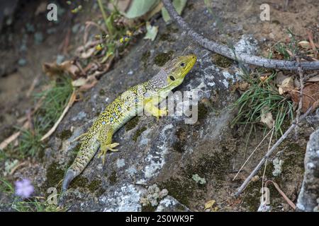 Perlenechse, Timon lepidus Stockfoto