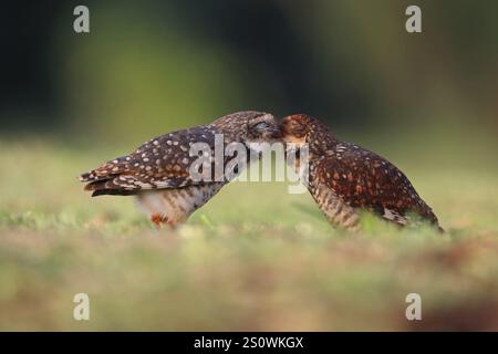 Grabungulle, Athene cunicularia, Paar, Argentinien, Südamerika Stockfoto