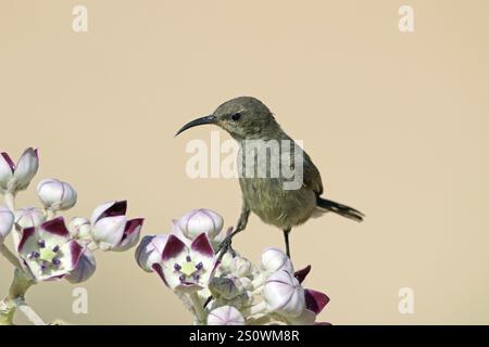 Glossy Sunbird, Cinnyris habessinicus, Oman, sitzt auf einem sodom-Apfel, Asien Stockfoto