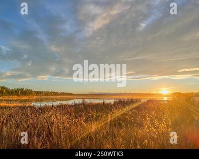 Ein lebendiger Sonnenuntergang strahlt goldenes Licht über einem ruhigen See, mit hohem Gras im Vordergrund. Stockfoto