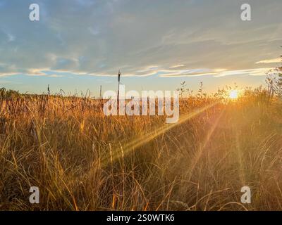 Warmes Sonnenlicht strömt bei einem malerischen Sonnenuntergang durch hohes Gras und erzeugt goldene Farbtöne durch die Landschaft. Stockfoto