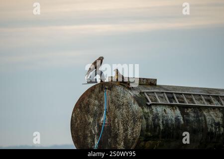 Ein Paar wilde Rote Drachen (Milvus milvus), die auf einem Wassertanker thronten Stockfoto
