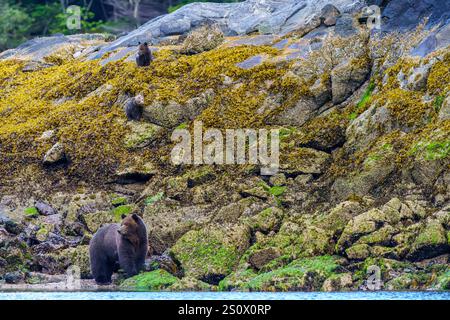 Grizzlybärmutter (Thimbel) mit ihren beiden Coys auf der Suche nach Nahrung an der Ebbe-Linie entlang der Küste in Knight Inlet, traditionellem Gebiet der da’Na Stockfoto