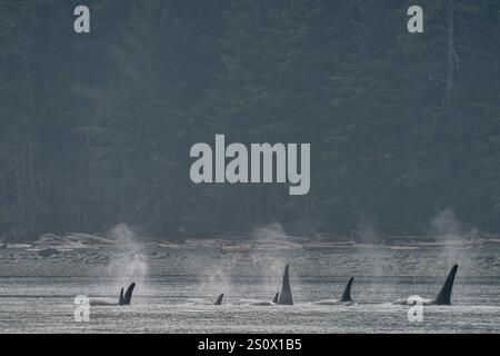 Eine Horde nordischer Killerwale (Orcinus Orca), die entlang der Küste von Malcom Island in der Nähe von Lizard Point, First Nations Territory, Traditi schwimmen Stockfoto