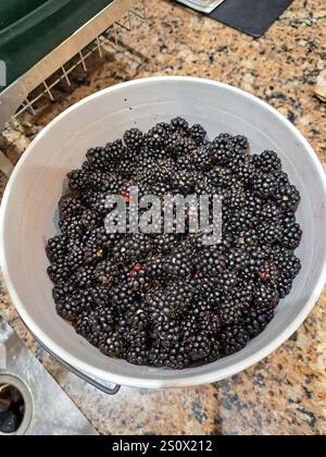 Eimer Brombeeren in Surrey, British Columbia, Kanada Stockfoto