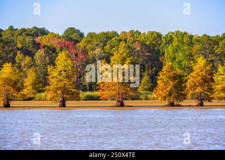 Glatze Cypress, Taxodium distichum, im Herbst, Tennessee River. Herbstfarben am Chickamauga Lake nördlich von Chattanooga im Oktober. Stockfoto