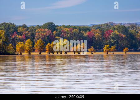 Glatze Cypress, Taxodium distichum, im Herbst, Tennessee River. Herbstfarben am Chickamauga Lake nördlich von Chattanooga im Oktober. Stockfoto